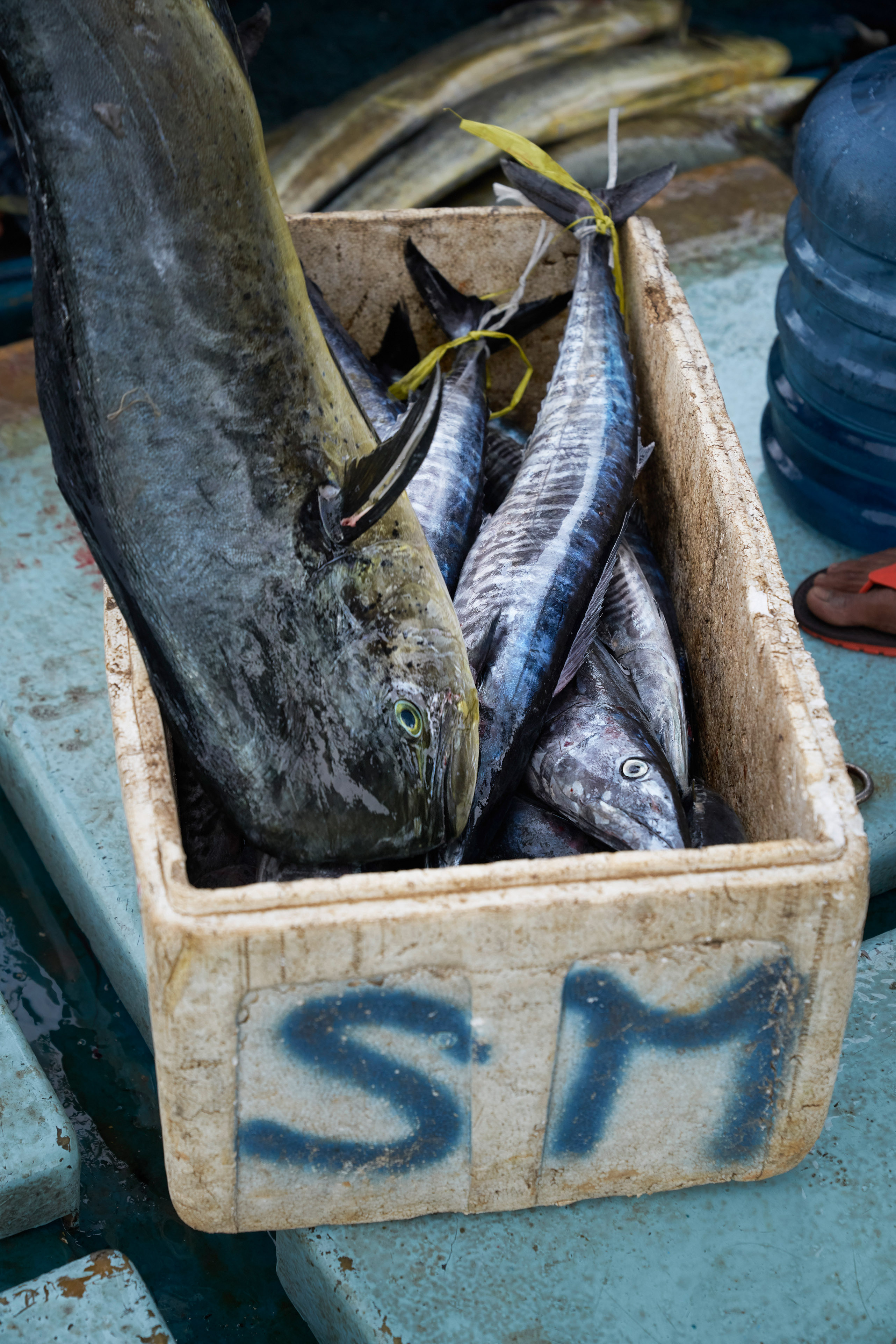 gerry amstutz fotograf  ⇒ 