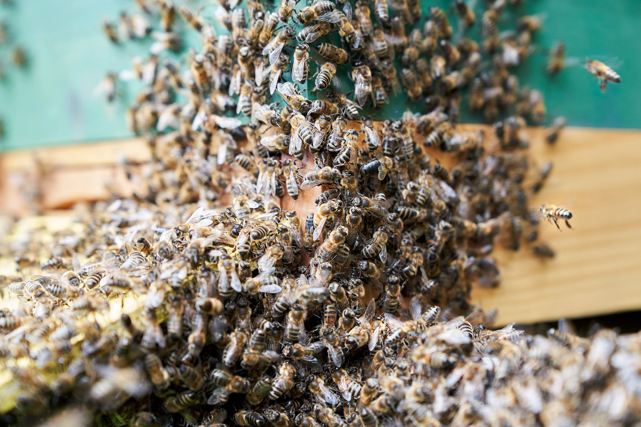 gerry amstutz fotograf ⇒